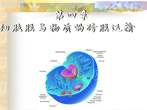 细胞膜与物质的跨膜运输.ppt