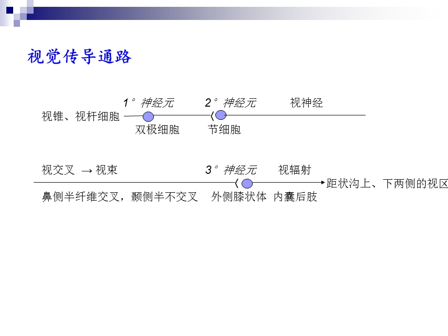 视觉传导通路.ppt_第1页