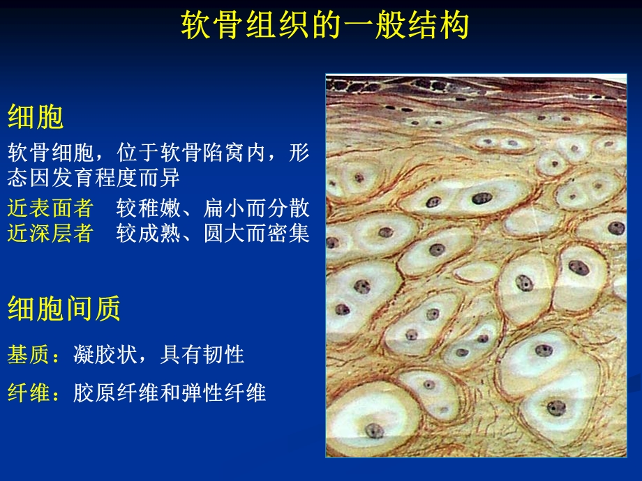 软骨组织和软骨.ppt_第2页