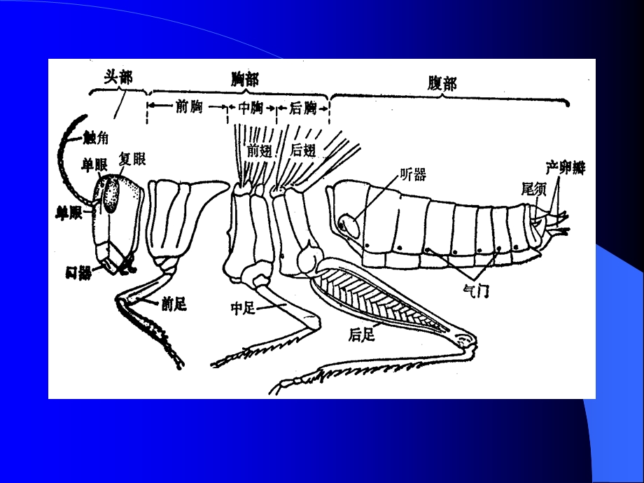 昆虫的外部形态定.ppt_第3页