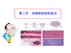 2013年秋七年级生物上册第二节动物体的结构层次.ppt