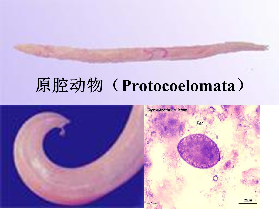 35原腔动物.ppt_第1页