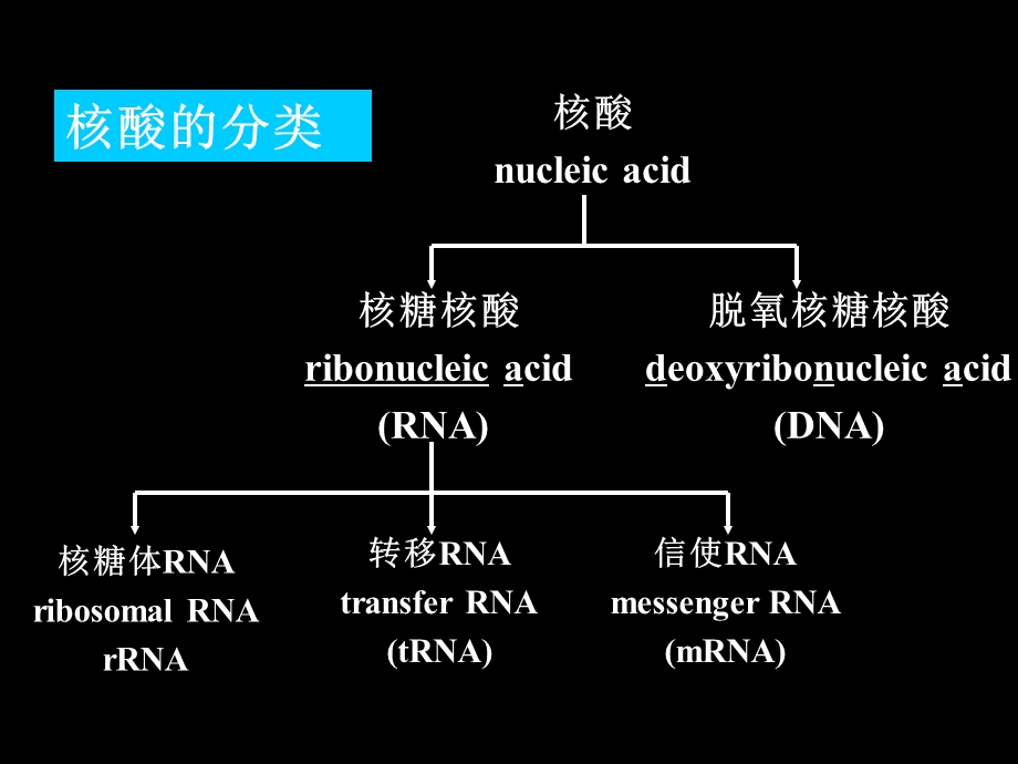 生物化学第三章核酸.ppt_第2页