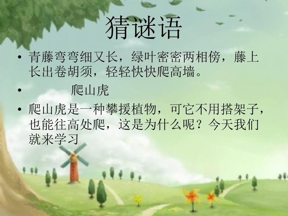 爬山虎的脚课件02.ppt_第1页