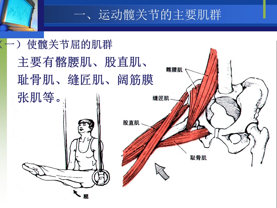 运动下肢的主要肌群.ppt_第3页