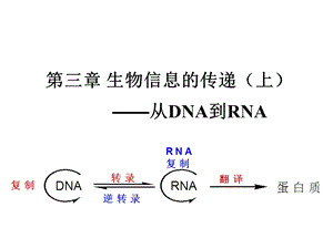 现代分子生物学-生物信息的传递(上)-复制.ppt