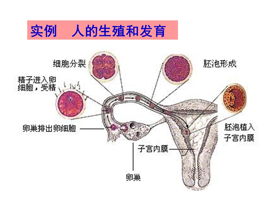 细胞的多样性和统一性课件最终版(共37张PPT).ppt_第3页