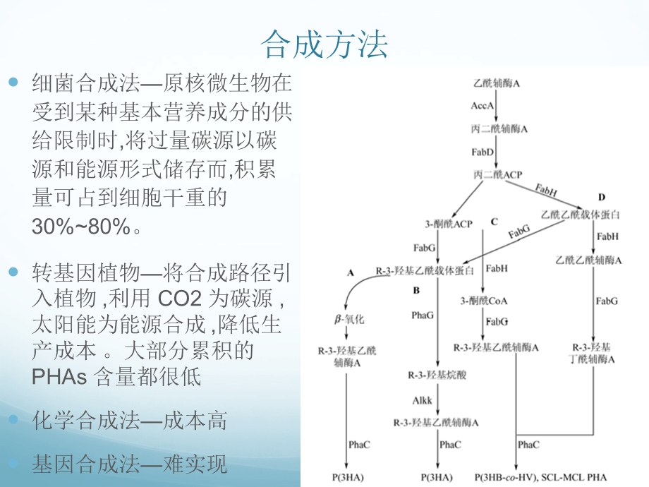 微生物制PHA(聚羟基烷酸酯制备).ppt_第3页