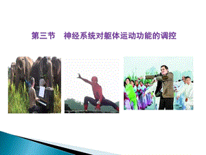 神经系统运动机能0503.ppt