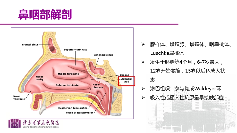 腺样体肥大的影像学诊断.ppt_第3页