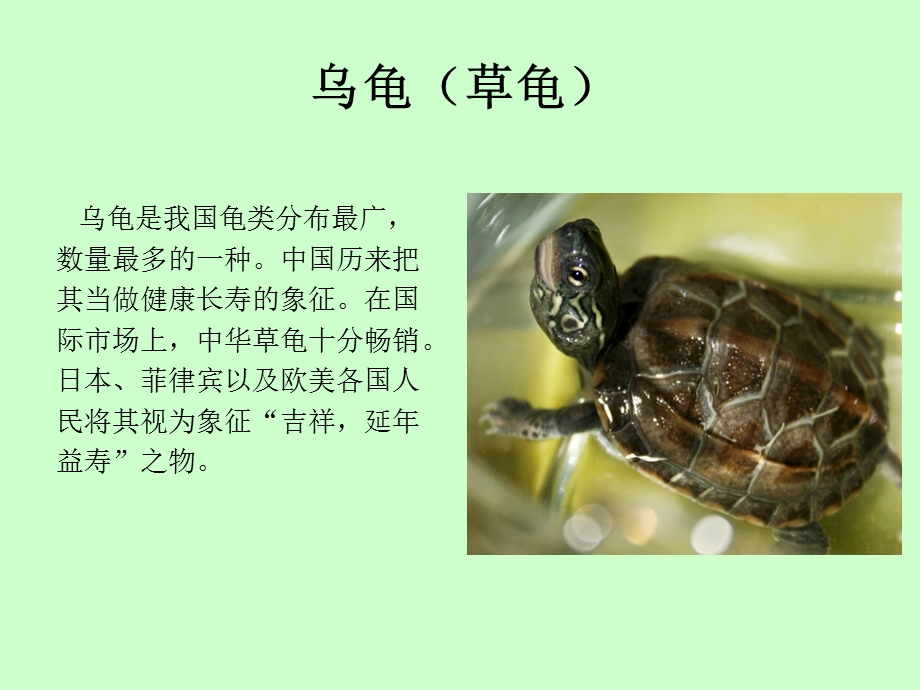 生活中常见的乌龟.ppt_第3页