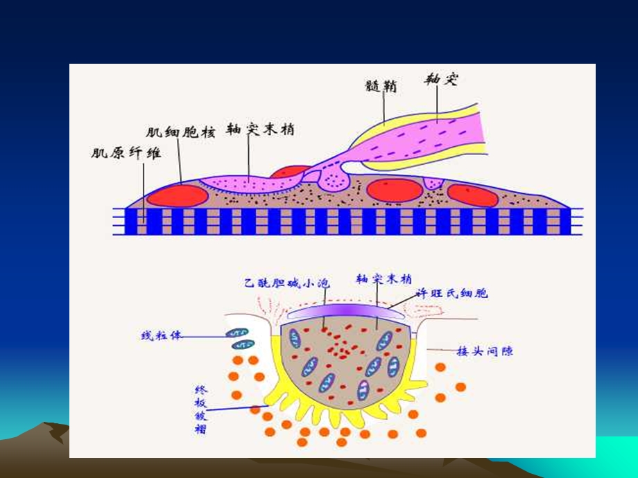 气管插管和肌松药.ppt_第3页