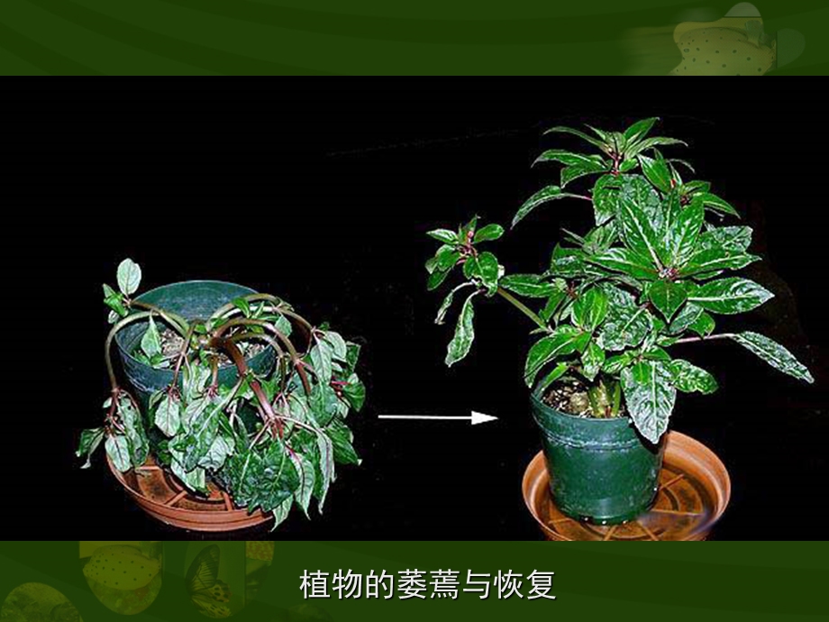 植物的生活需要水.ppt_第2页