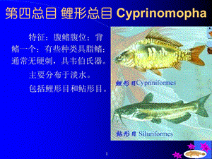 四总目鲤形总目Cyprinomopha.ppt