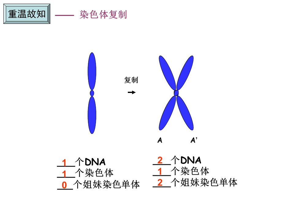 同源染色体.ppt_第3页