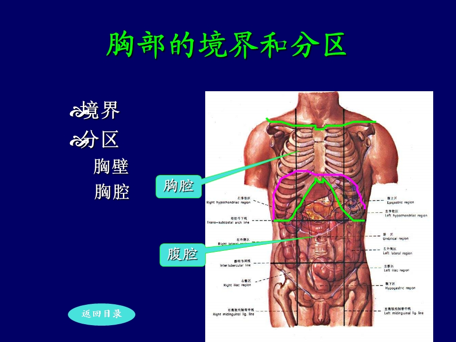 局部解剖学-胸壁.ppt_第3页