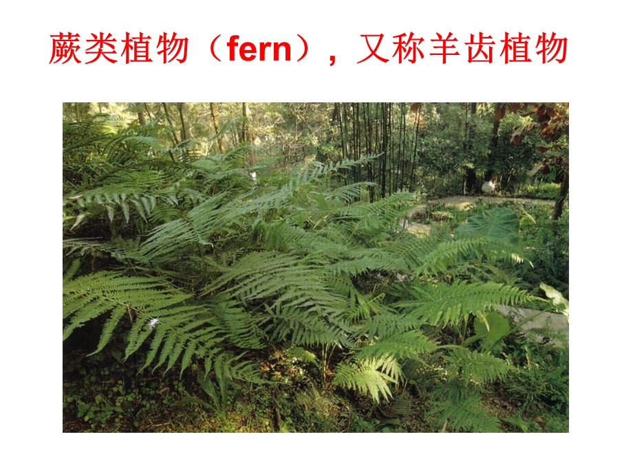 教学课件：第五章(第二节)蕨类植物讲解.ppt_第2页