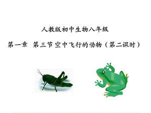 空中飞行的动物第二课时-蝗虫.ppt