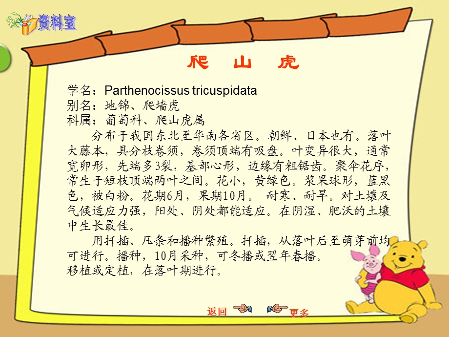 爬山虎的脚课件2.ppt_第3页