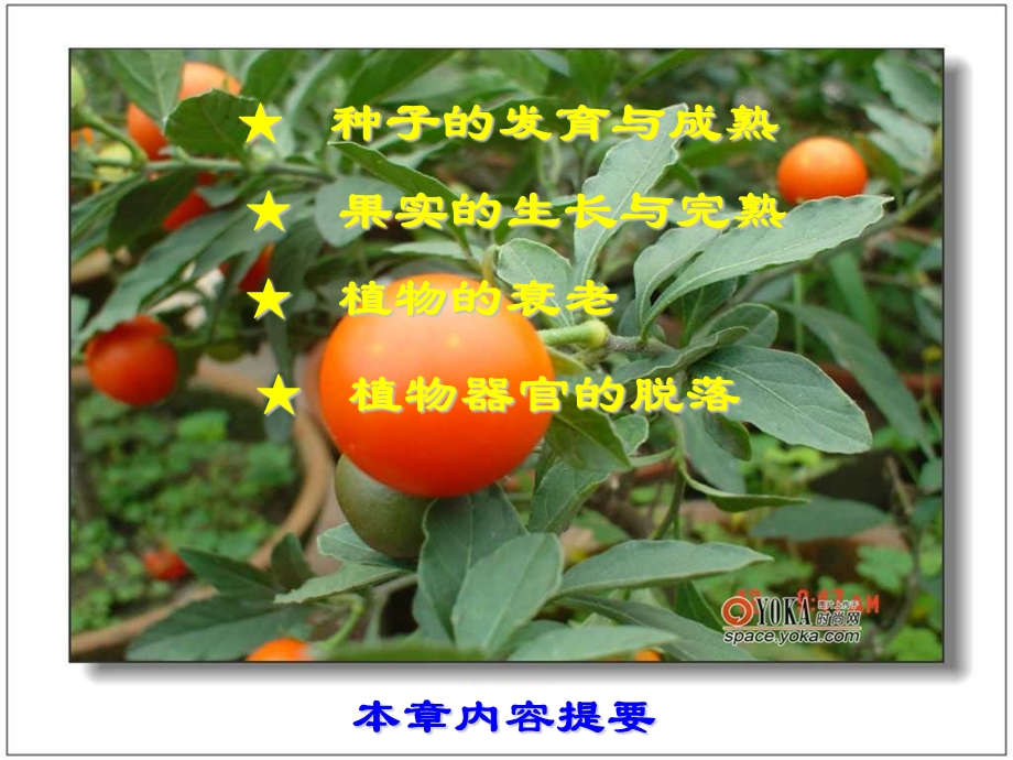 植物的成熟和衰老生理.ppt_第2页