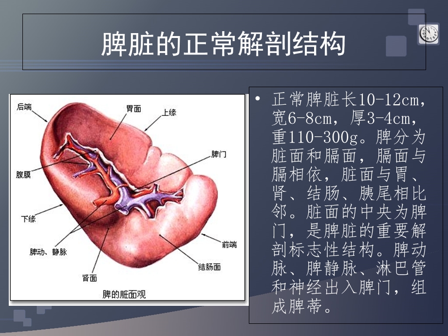 脾脏的正常解剖与影像诊断.ppt_第3页