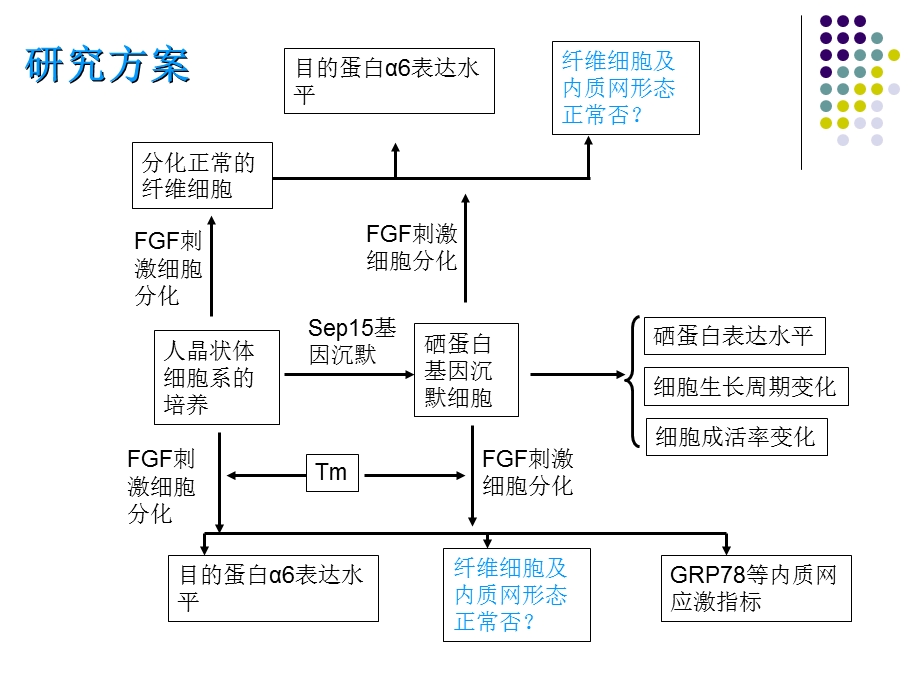 氧化应激导致人晶.ppt_第2页