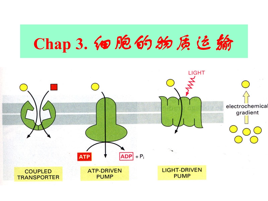 3qu细胞的物质运输.ppt_第1页