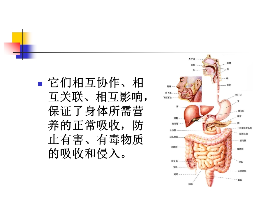 胃肠健康谁做主.ppt_第3页