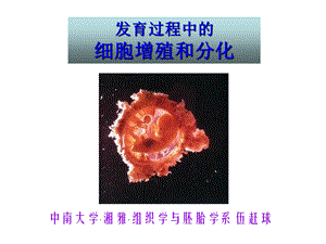 2013发育过程中的细胞增殖分化.ppt