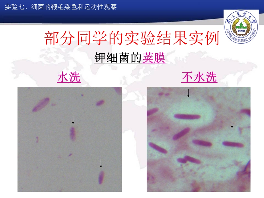 实验七细菌鞭毛染色和运动性观察(半固体穿刺法).ppt_第2页