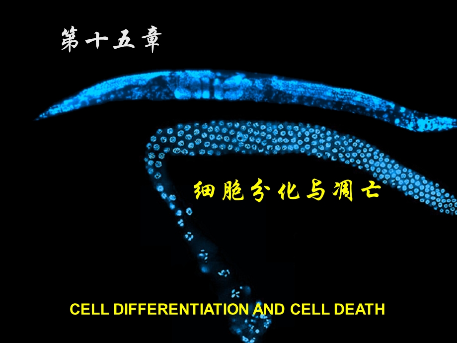 细胞生物学教程第十五章+细胞分化与凋亡.ppt_第1页