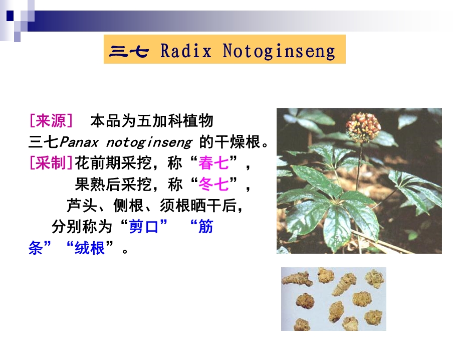 药用植物学与生药学第十章根类生药.ppt_第1页