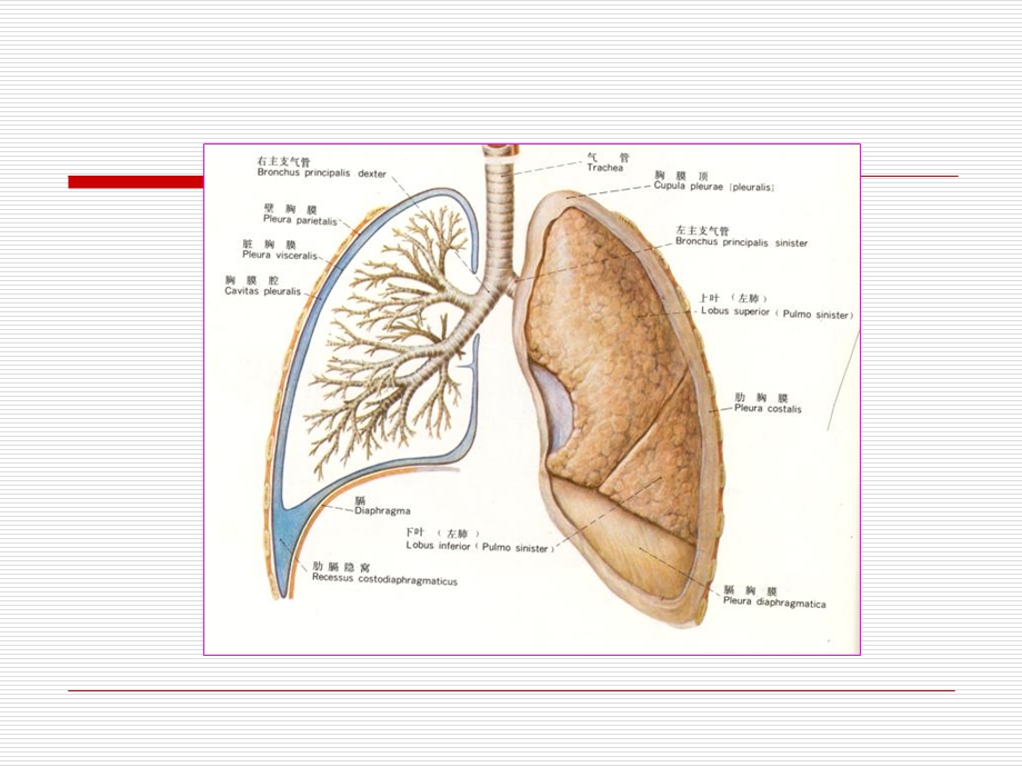 胸腔和胸膜病变.ppt_第3页