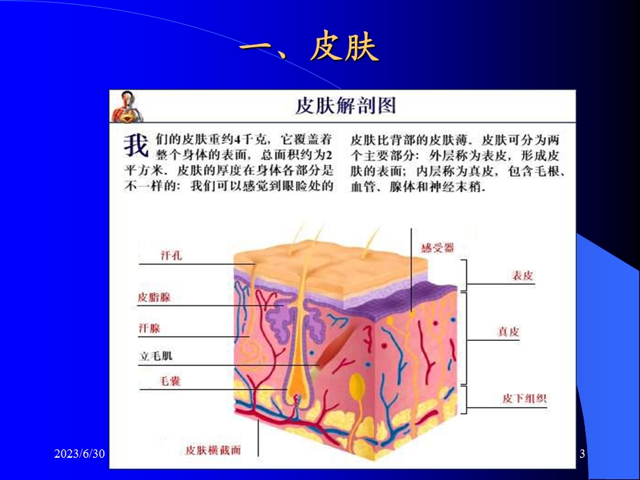 皮肤及其衍生物.ppt_第3页