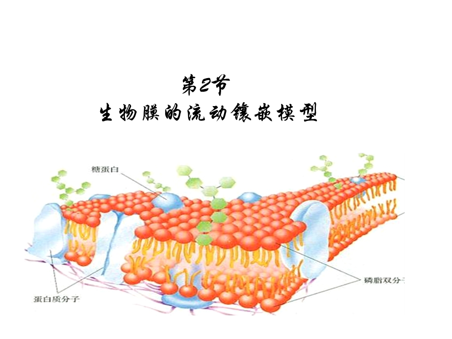 生物膜的流动镶嵌模型公开课.ppt_第2页