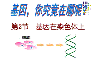 基因在染色体上(公开课).ppt