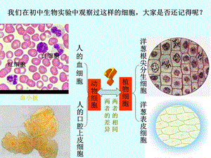 细胞的多样性和统一性(市级公开课).ppt