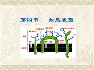 细胞生物学第三章细胞膜与细胞表面(II).ppt