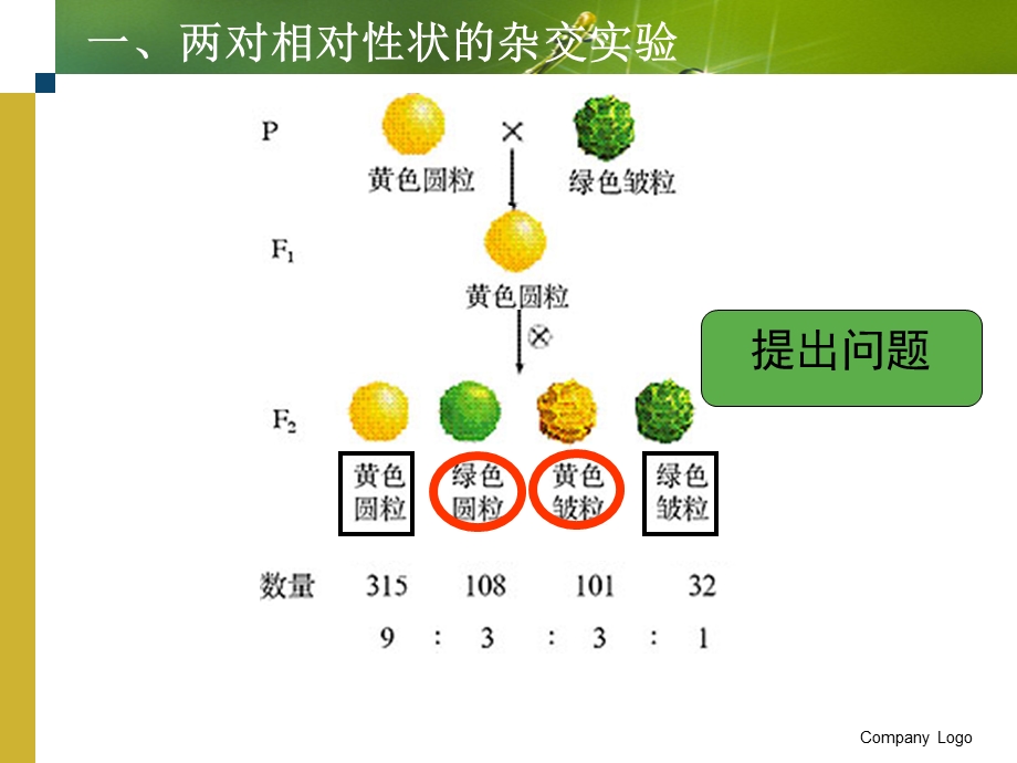 孟德尔的豌豆杂交实验(二第二课时).ppt_第3页