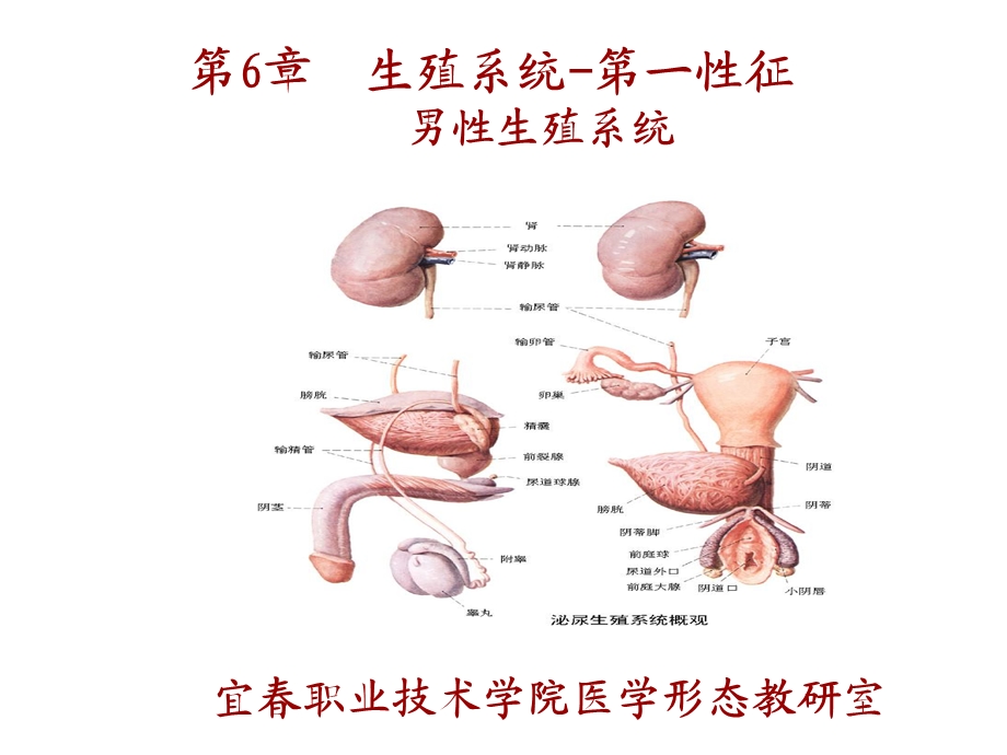 系统解剖学第6章生殖系统男性生殖系统.ppt_第1页