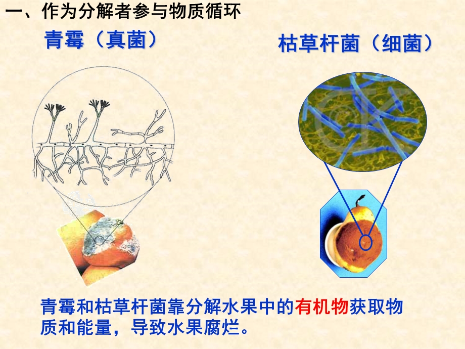 细菌和真菌在自然中的作用.ppt_第3页