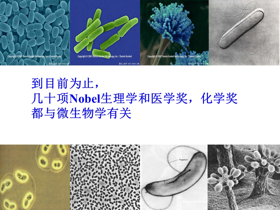 课题1微生物的实验室培养(用).ppt_第2页