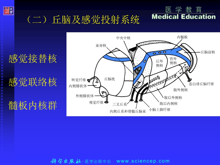 神经系统的感觉功能与感觉器官生理学.ppt_第3页