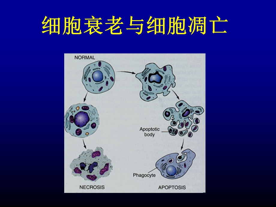 细胞凋亡作用机理.ppt_第1页