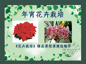 年宵花卉栽培花卉栽培精品课程课题组制作.ppt