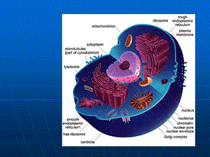 细胞生物学翟中和编第十章-细胞核与染色体.ppt