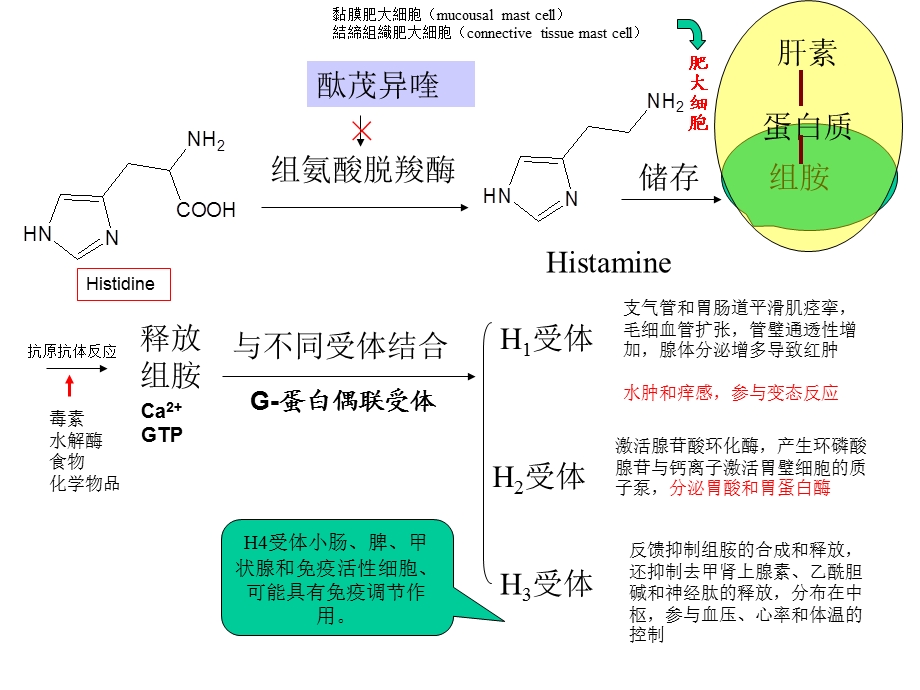 组胺受体拮抗剂.ppt_第3页