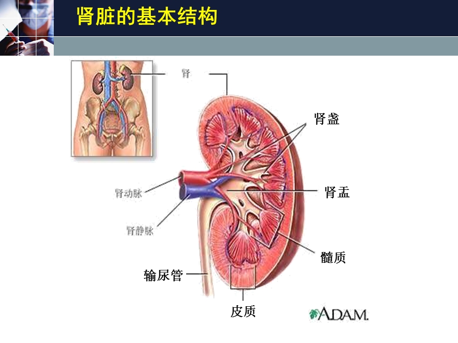 慢性肾炎、肾病综合征.ppt_第2页