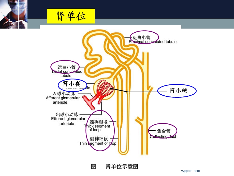 慢性肾炎、肾病综合征.ppt_第3页