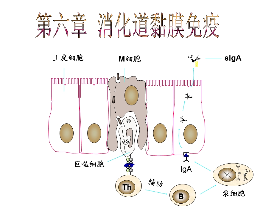 消化道黏膜免疫.ppt_第1页